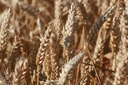 2012 l'année du blé!