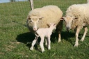 mouton2